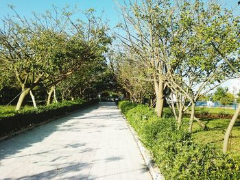 Narrow pathway along trees