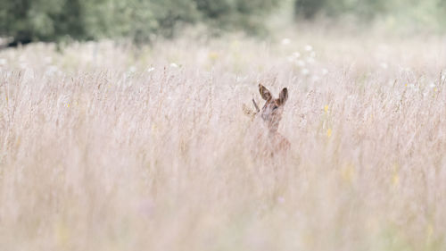 A roebuck stalks a doe in a meadow during the rutting season