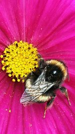 Close-up of bee pollinating on pink flower