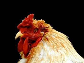 Close-up of rooster against black background