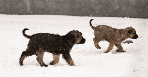 Dogs running on snow covered field