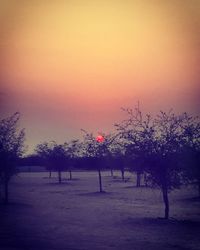 Trees on field against sky at sunset