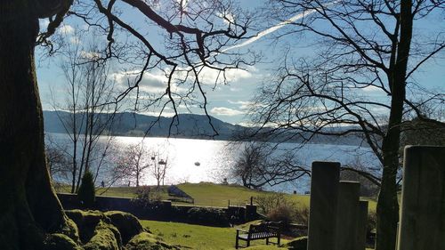 Bare trees on lakeshore