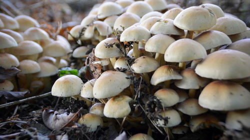 Close-up of mushrooms