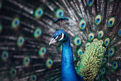 Close-up of peacock