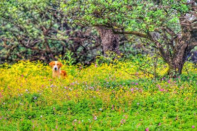 Sheep on field by trees