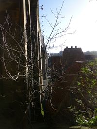 Bare trees against the sky