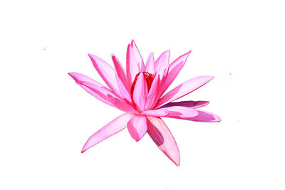Close-up of pink flower against white background