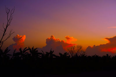 Silhouette trees against sky during sunset