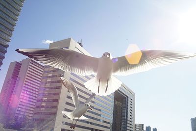 Low angle view of bird flying in city against sky