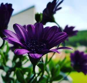 Close-up of purple flower blooming outdoors