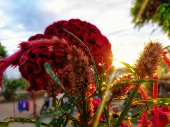 Close-up of flowers against sky