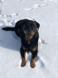 Portrait of dog standing on snow