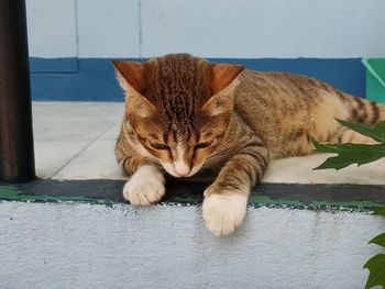 Close-up of a cat resting on wall