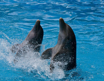 People swimming in pool