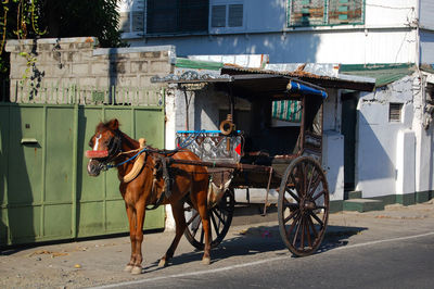 Horse cart in city