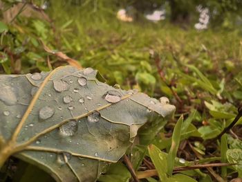 Close-up of wet leaves on field during rainy season