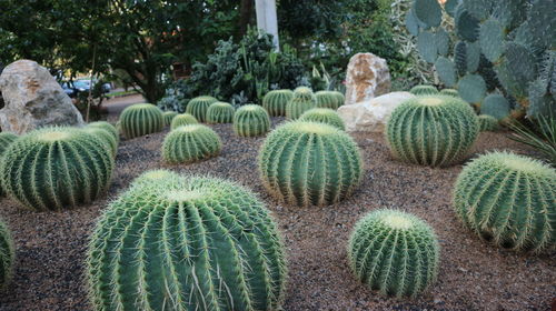 Green cactus in the garden