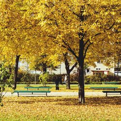 Trees in park