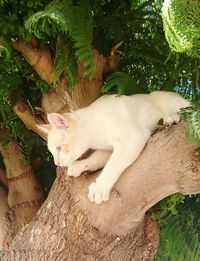 Cat resting on a tree