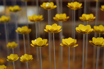 Close-up of yellow flowering plants