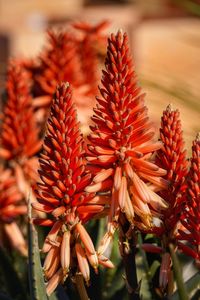 Close-up of red flowering plant