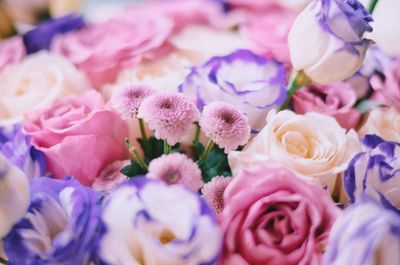 Close-up of pink roses