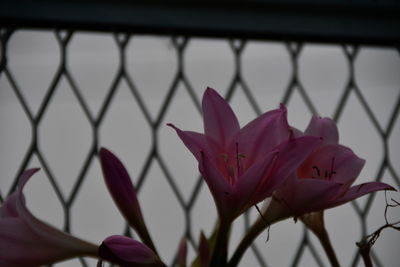 Close-up of pink flowering plant seen through chainlink fence