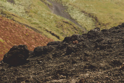 Close-up of rock on field