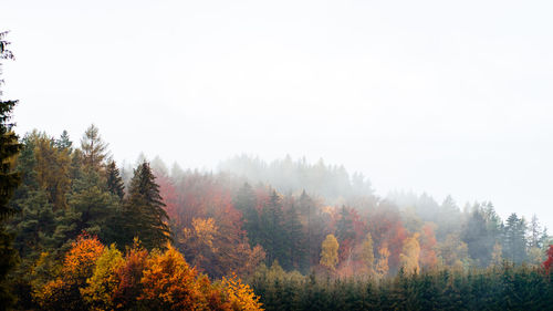 Trees in forest against sky during autumn