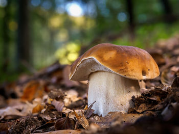 Close-up of mushroom on field