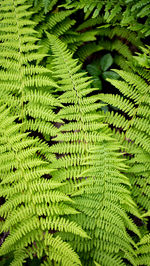 Full frame shot of fern leaves