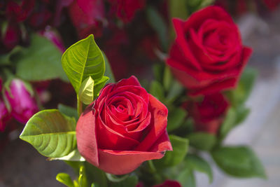 Bouquet of beautiful roses