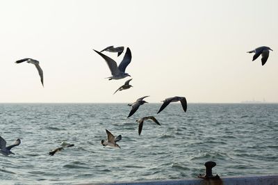 Seagulls flying over sea against clear sky