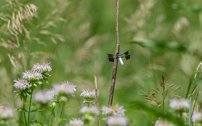 Full frame view of a dragonfly on a branch with flowers in the foreground and green background