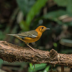 Orange headed thrush shot at perak malaysia