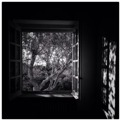 Close-up of window in forest