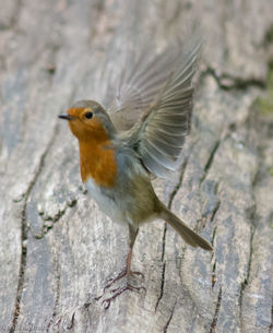 Close-up of bird