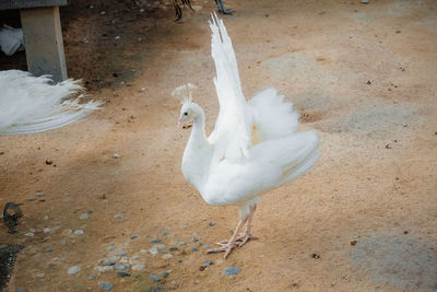 High angle view of birds on land