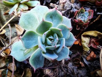 Close-up of succulent plant leaves