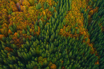 Aerial view of trees in forest