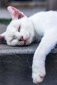 Close-up of cat sleeping