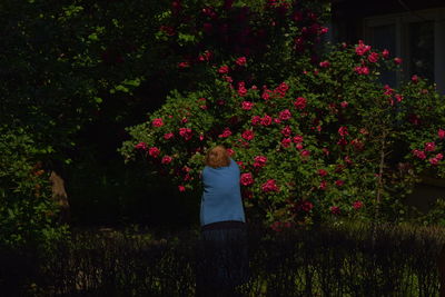 Rear view of woman collecting roses in yard