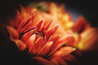 Close-up of orange flower