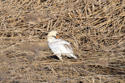 High angle view of bird in nest