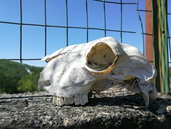 Close-up of animal skull