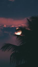 Silhouette palm tree against sky at night