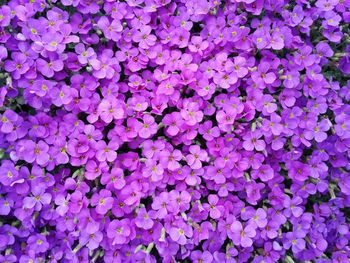 Full frame shot of purple flowers