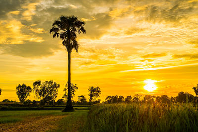 Scenic view of field against sky during sunset