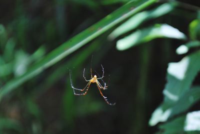 Close-up of spider on web